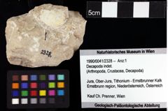 Foto (Objket + Etiketten) von Decapoda indet. 